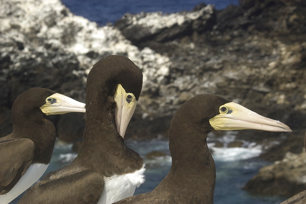 Three Brown boobies (Sula leucogaster). St. Peter and St. Paul's rocks, Brazil, South America