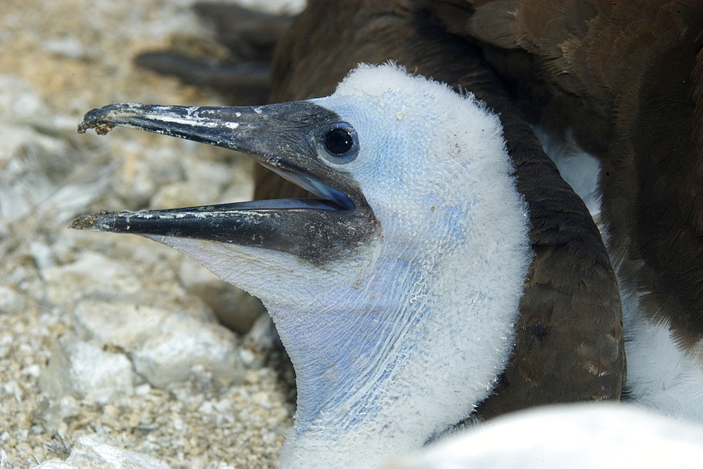 Brown booby (Sula leucogaster) newborn chick with mouth open, St. Peter and St. Paul's rocks, Brazil, South America