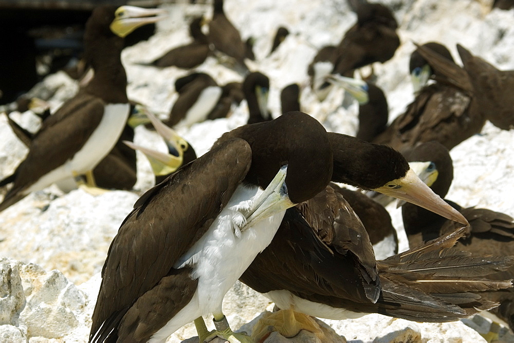 Brown booby (Sula leucogaster), scratching at rookery, St. Peter and St. Paul's rocks, Brazil, South America