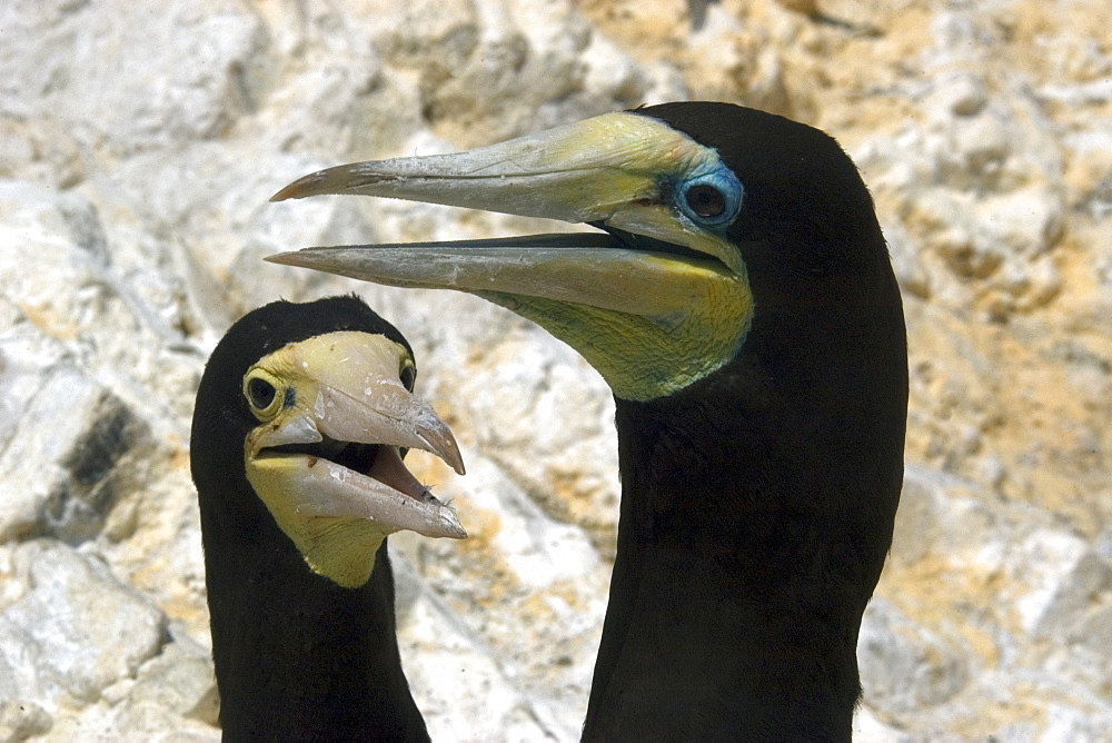 Couple of brown booby (Sula leucogaster) displaying cooling behavior, St. Peter and St. Paul's rocks, Brazil, South America