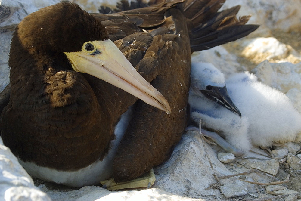 Brown booby (Sula leucogaster) mother and chick, St. Peter and St. Paul's rocks, Brazil, South America