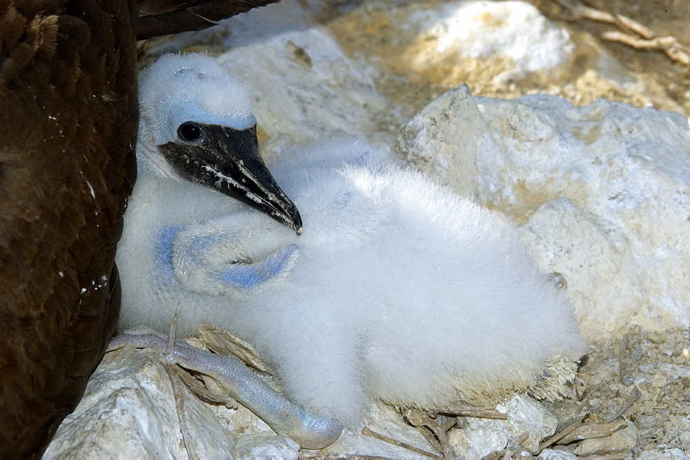 Brown booby (Sula leucogaster) chick, St. Peter and St. Paul's rocks, Brazil, South America