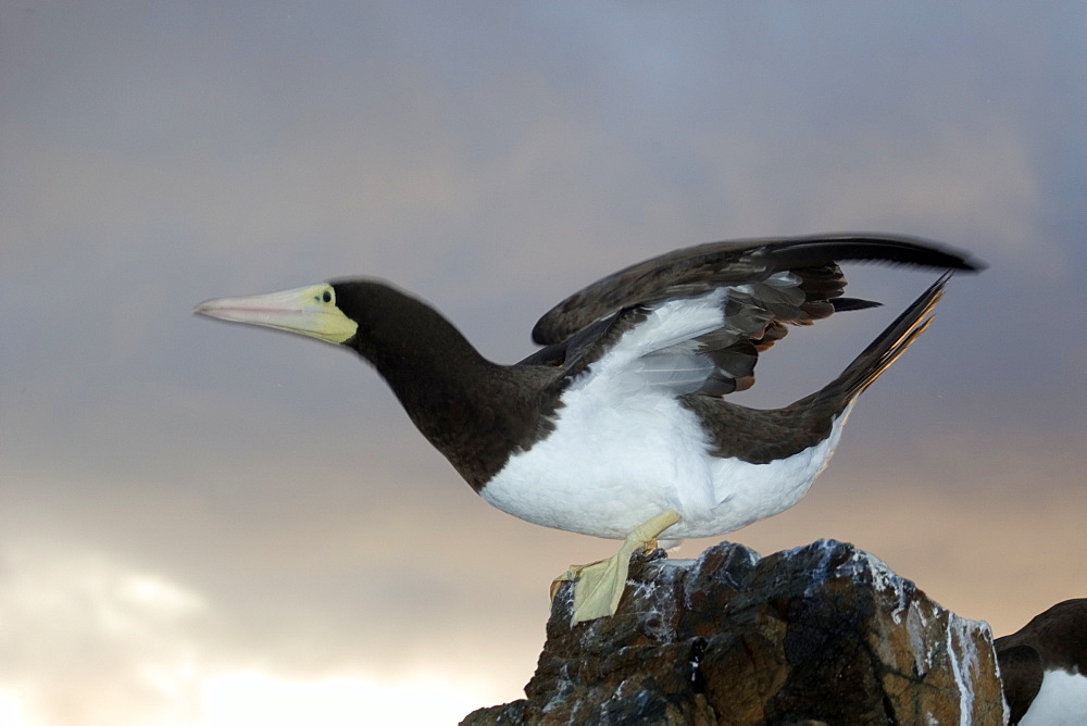 Brown booby (Sula leucogaster) ready to fly, St. Peter and St. Paul's rocks, Brazil, South America