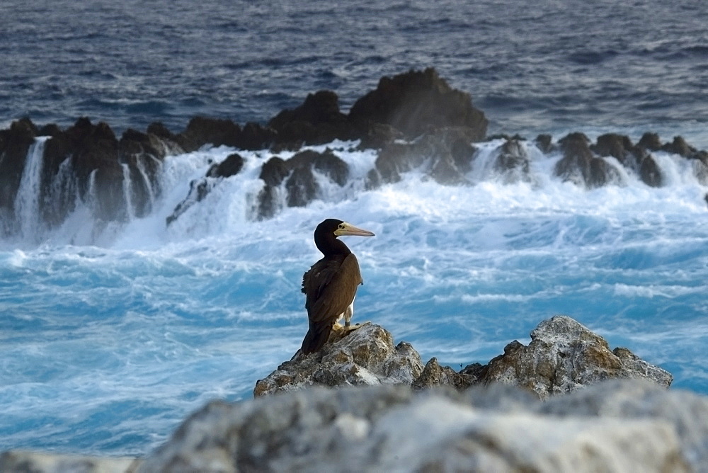 Brown booby (Sula leucogaster), St. Peter and St. Paul's rocks, Brazil, South America