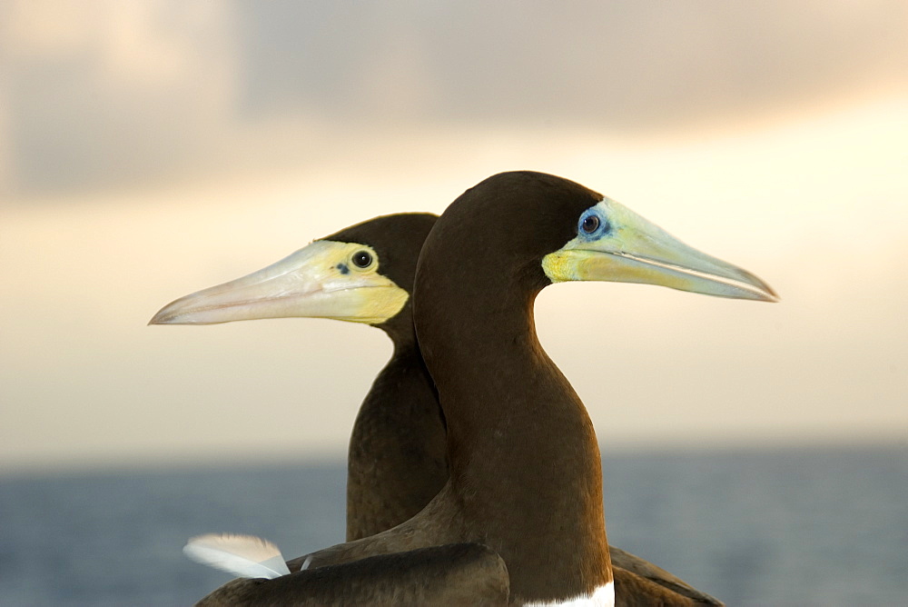 Brown boobies (Sula leucogaster), St. Peter and St. Paul's rocks, Brazil, South America