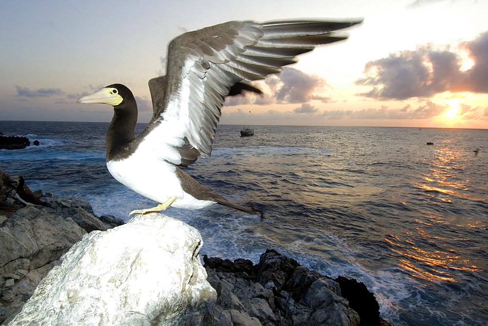 Brown booby (Sula leucogaster) with wings open, St. Peter and St. Paul's rocks, Brazil, South America