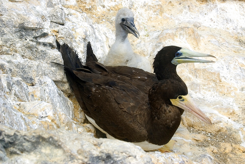 Family of brown boobies (Sula leucogaster), St. Peter and St. Paul's rocks, Brazil, South America