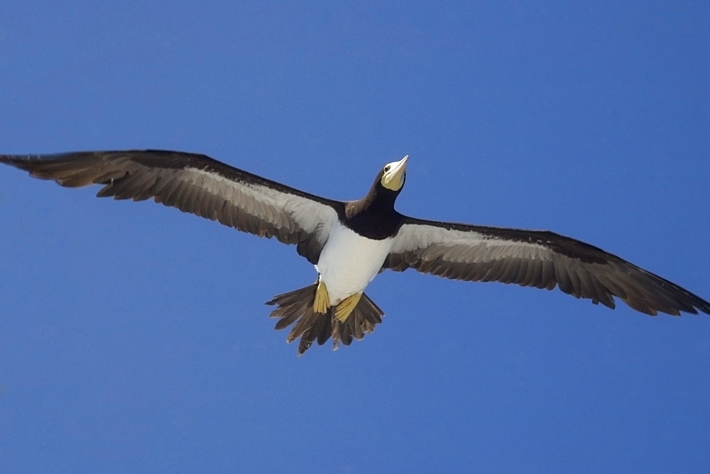 Brown booby (Sula leucogaster) flying, St. Peter and St. Paul's rocks, Brazil, South America