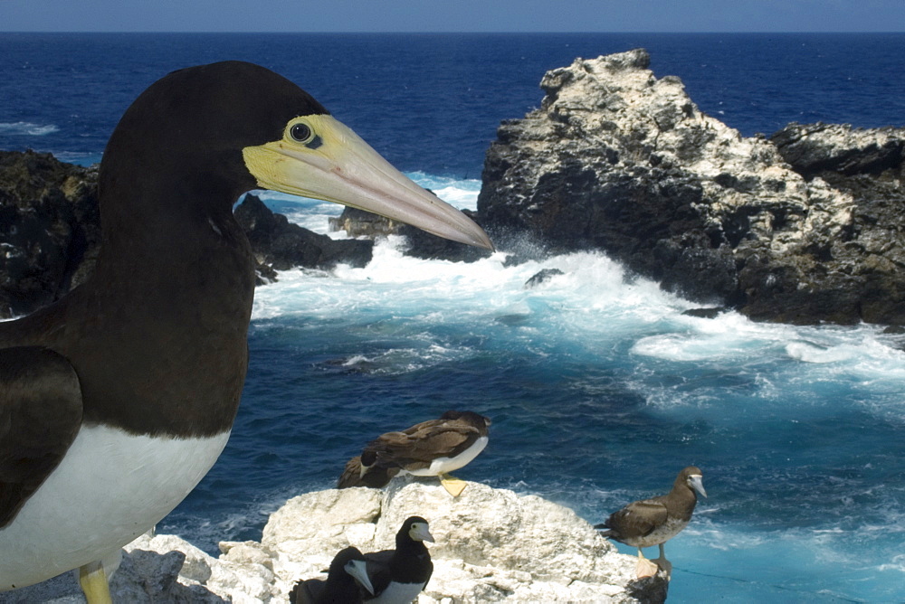 Brown boobies (Sula leucogaster) and bay, St. Peter and St. Paul's rocks, Brazil, South America