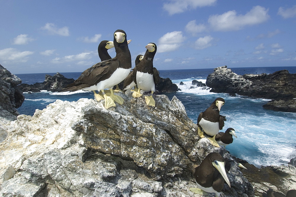 Brown boobies (Sula leucogaster) and bay, St. Peter and St. Paul's rocks, Brazil, South America