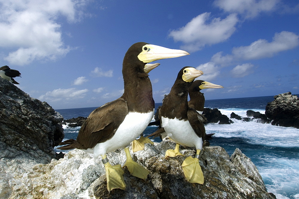 Brown boobies (Sula leucogaster) and bay, St. Peter and St. Paul's rocks, Brazil, South America