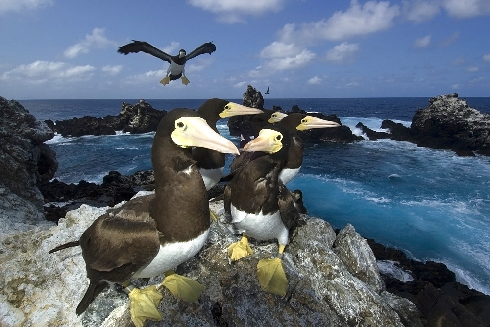 Brown boobies (Sula leucogaster) and bay, St. Peter and St. Paul's rocks, Brazil, South America