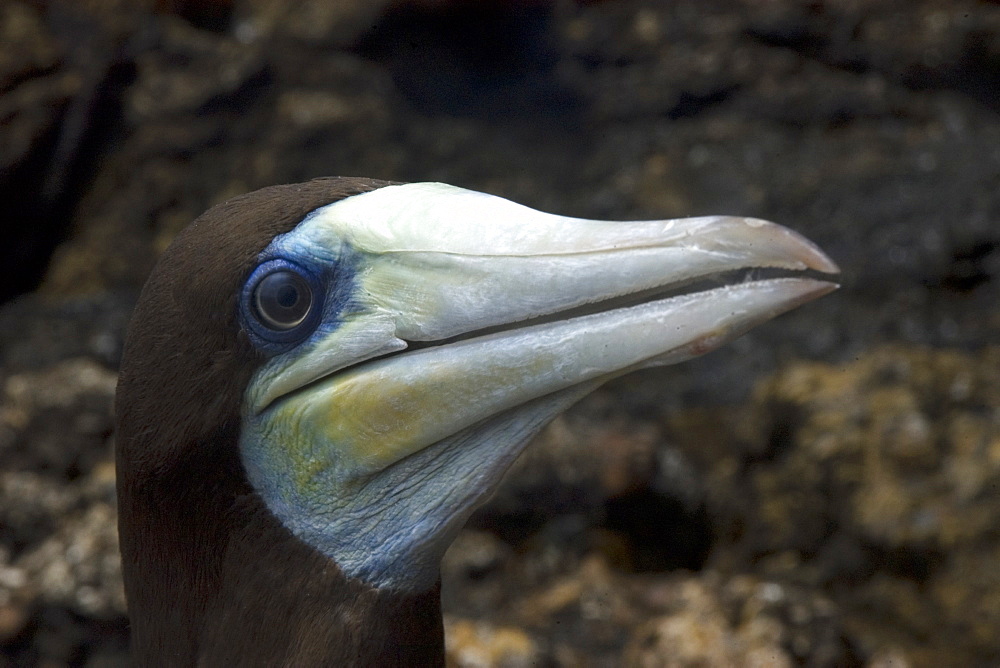 Brown booby (Sula leucogaster) male close up,  St. Peter and St. Paul's rocks, Brazil, South America