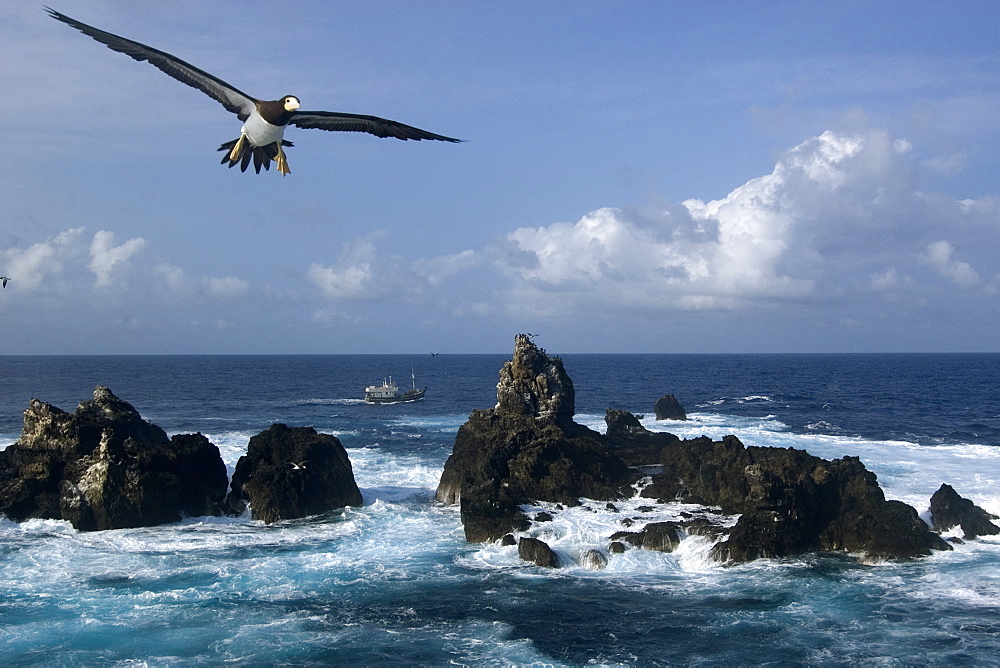 Brown booby (Sula leucogaster) flying, St. Peter and St. Paul's rocks, Brazil, South America