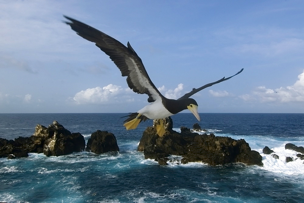 Brown booby (Sula leucogaster) flying, St. Peter and St. Paul's rocks, Brazil, South America