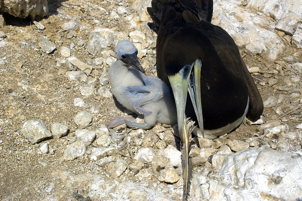 Brown booby (Sula leucogaster) male and chick, St. Peter and St. Paul's rocks, Brazil, South America