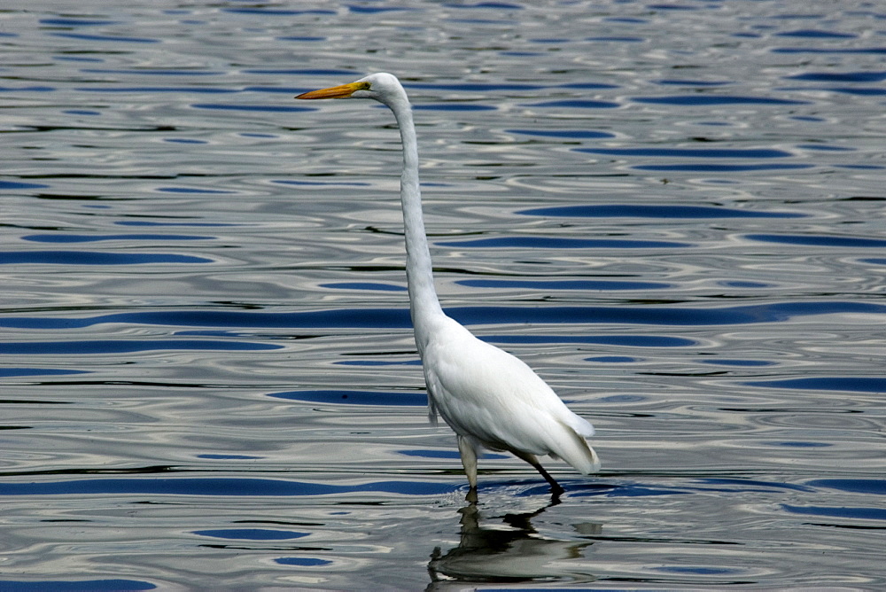 White egret (Casmerodius albus), Pampulha Lake, Belo Horizonte, Minas Gerais, Brazil, South America