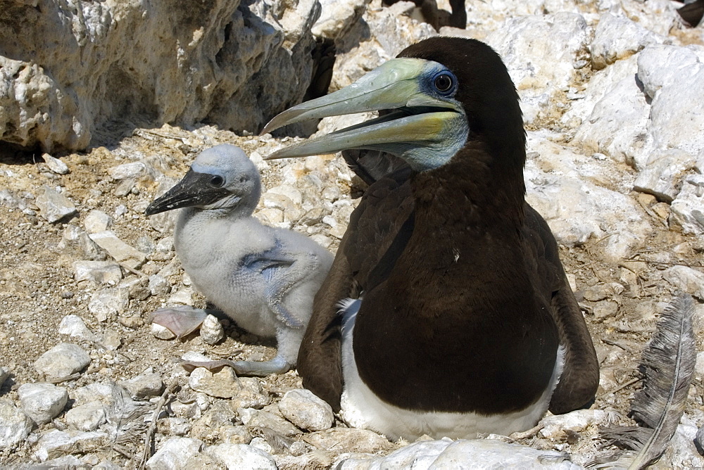 Brown booby (Sula leucogaster) male and chick, St. Peter and St. Paul's rocks, Brazil, South America