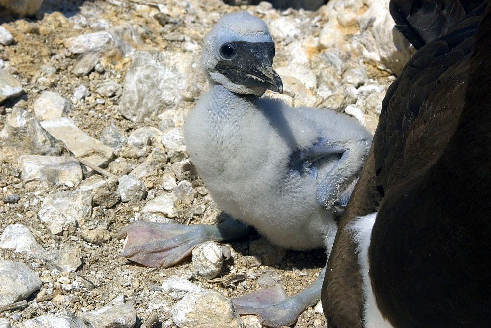 Brown booby (Sula leucogaster) chick, St. Peter and St. Paul's rocks, Brazil, South America