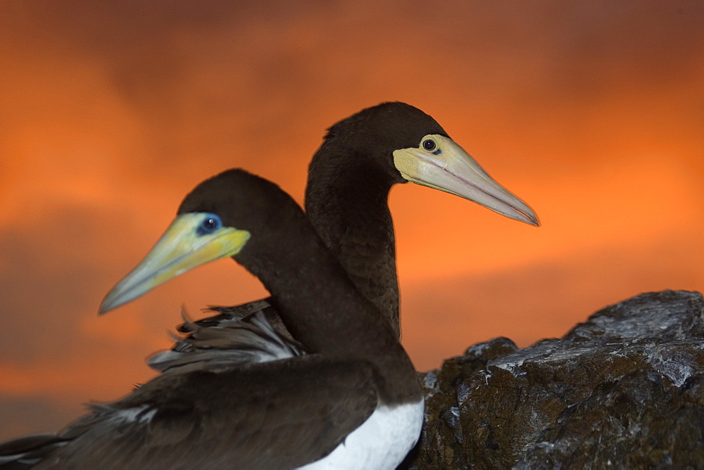 Brown boobies (Sula leucogaster) pair at dusk, St. Peter and St. Paul's rocks, Brazil, South America