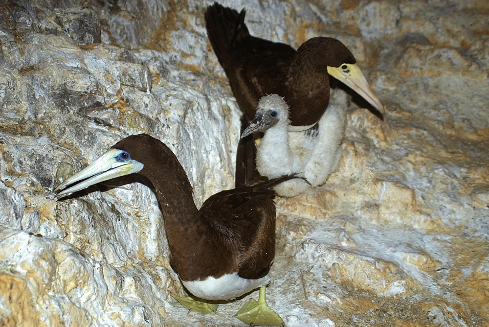 Brown boobies (Sula leucogaster) family with chick, St. Peter and St. Paul's rocks, Brazil, South America