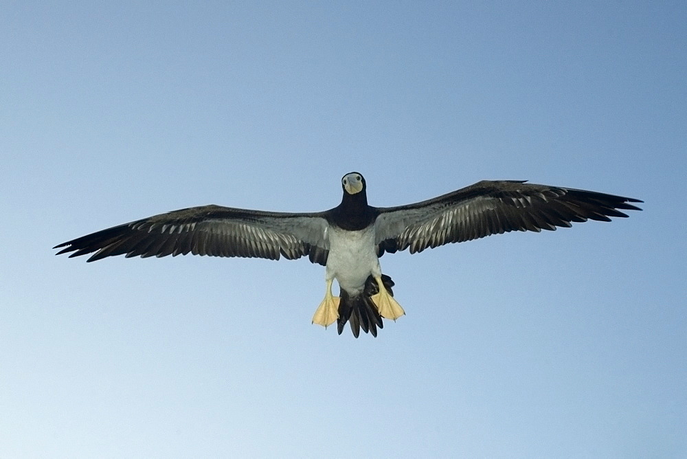 Brown booby (Sula leucogaster) flying, St. Peter and St. Paul's rocks, Brazil, South America