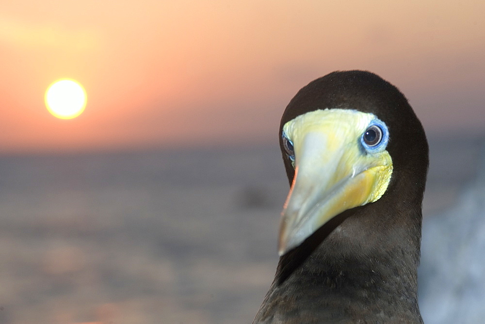 Male brown booby (Sula leucogaster) at sunset, St. Peter and St. Paul's rocks, Brazil, South America