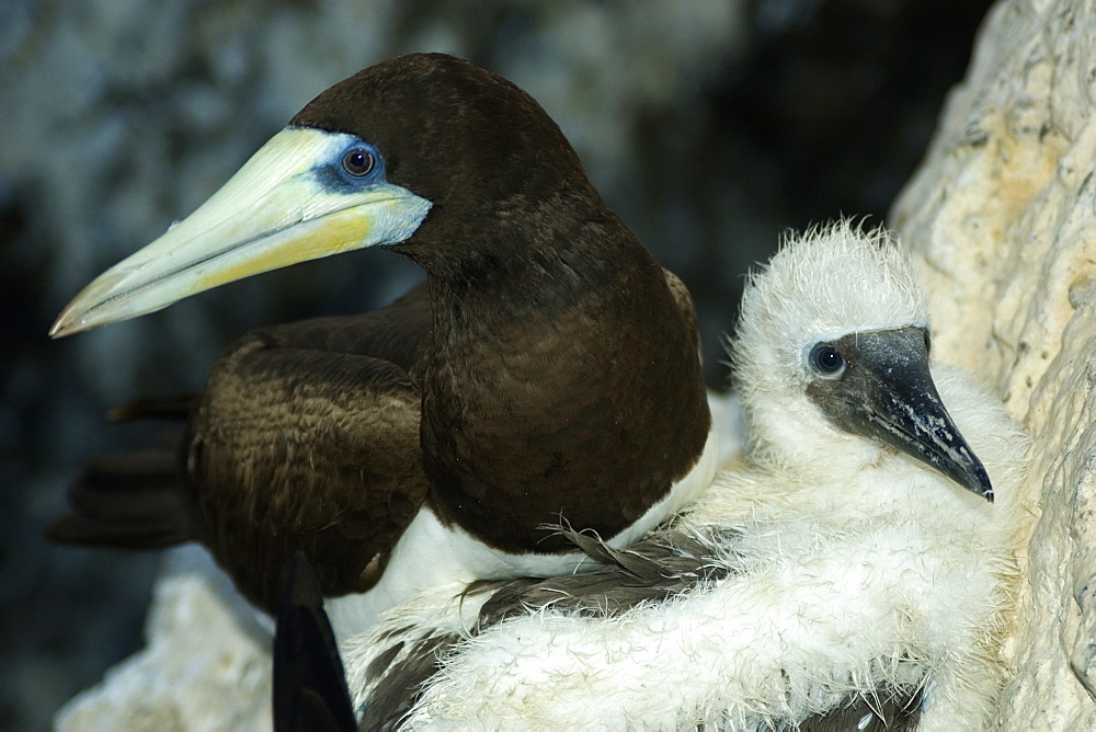 Brown booby (Sula leucogaster) male and chick, St. Peter and St. Paul's rocks, Brazil, South America