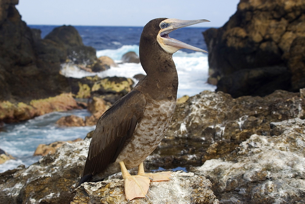 Brown booby (Sula leucogaster) beak open, St. Peter and St. Paul's rocks, Brazil, South America