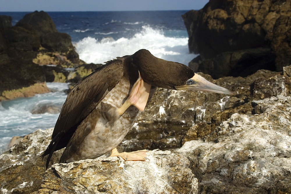 Brown booby (Sula leucogaster) scratching head, St. Peter and St. Paul's rocks, Brazil, South America