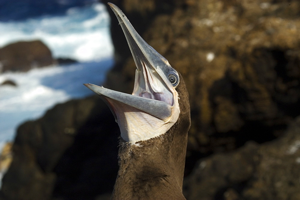 Brown booby (Sula leucogaster) beak open, St. Peter and St. Paul's rocks, Brazil, South America