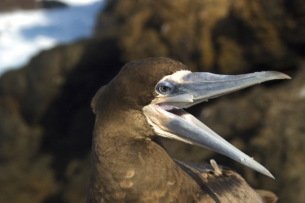 Brown booby (Sula leucogaster) beak open, St. Peter and St. Paul's rocks, Brazil, South America