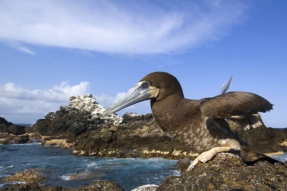 Brown booby (Sula leucogaster) juvenile, St. Peter and St. Paul's rocks, Brazil, South America