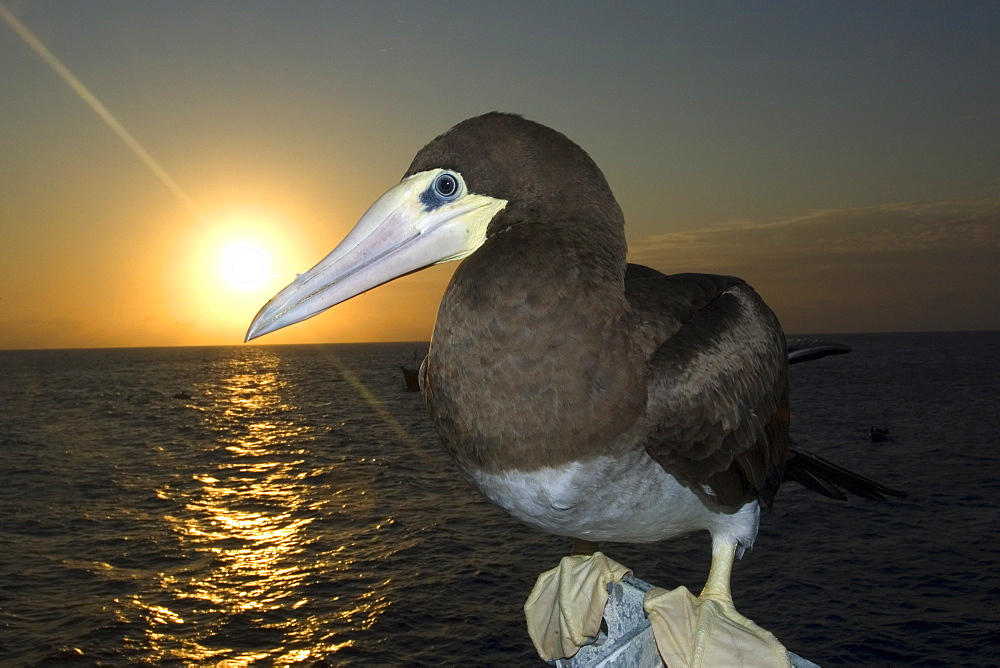 Brown booby (Sula leucogaster), St. Peter and St. Paul's rocks, Brazil, South America