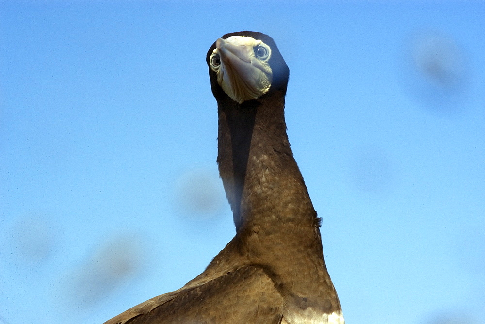 Brown booby (Sula leucogaster), St. Peter and St. Paul's rocks, Brazil, South America