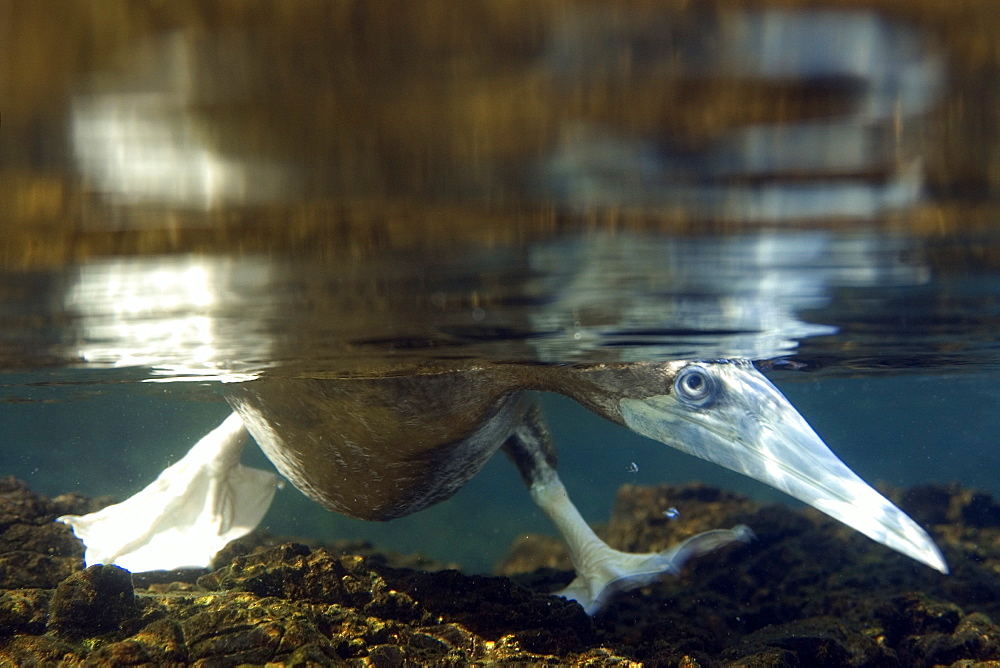 Brown booby (Sula leucogaster) foraging underwater, St. Peter and St. Paul's rocks, Brazil, South America