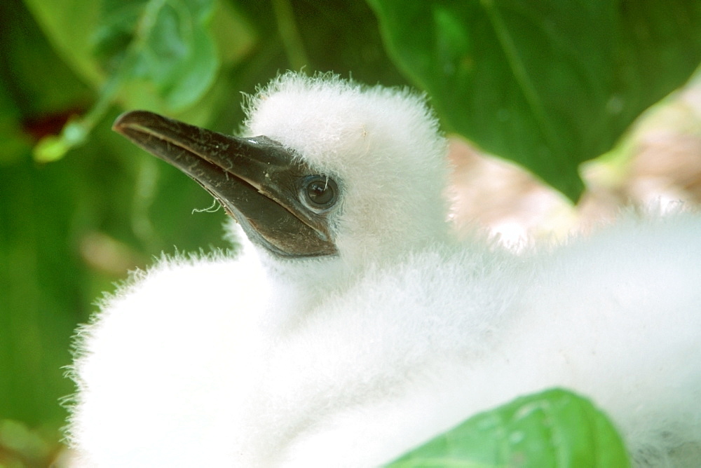 Booby, juvenile, Bird Island, Mili, Marshall Islands, Pacific