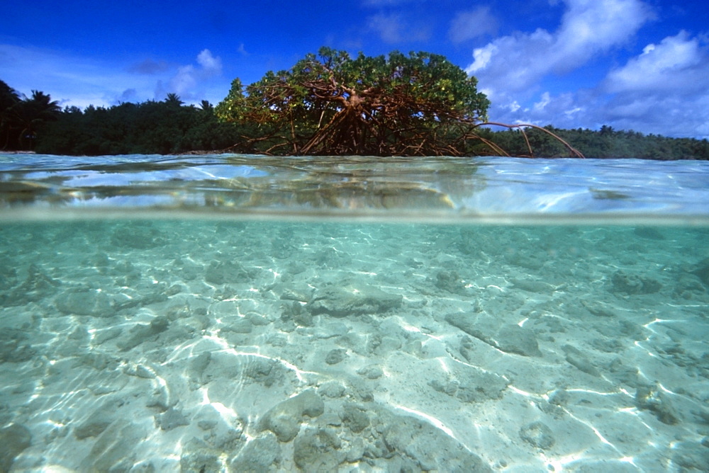 Mangrove tree at Rigeeshi Island, Mili, Marshall Islands, Pacific