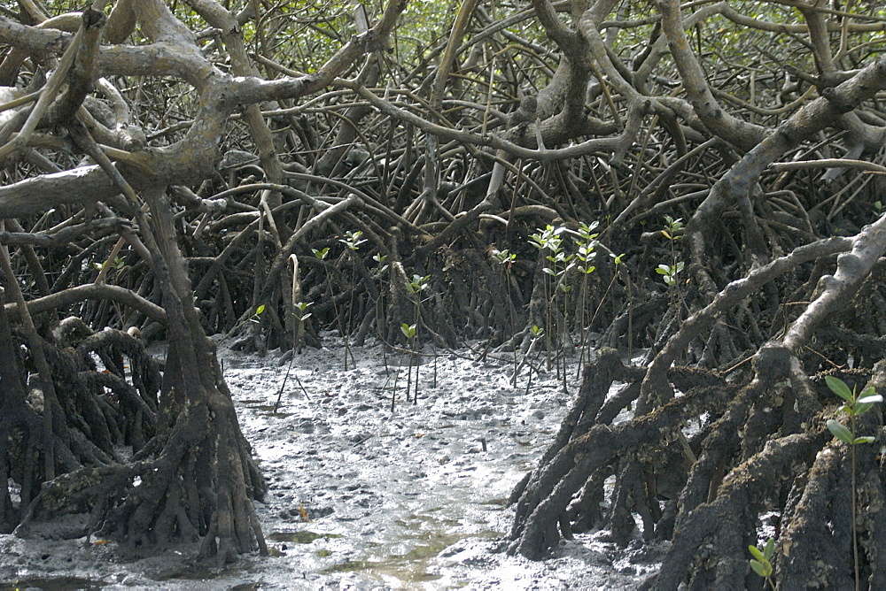 Mangrove, a threatened ecosystem struggling to survive, Caixa-Prego, Bahia, Brazil, South America