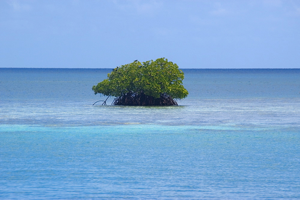 Mangrove in Truk lagoon, Chuuk, Federated States of Micronesia, Caroline Islands, Micronesia, Pacific Ocean, Pacific