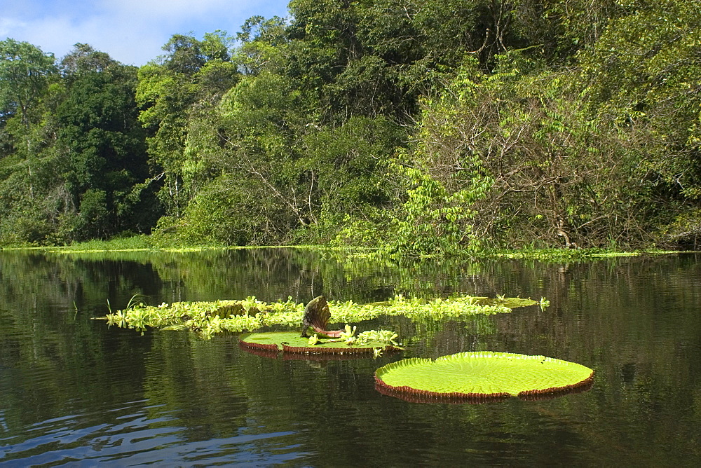 Wild Victoria regia (waterlily) (Victoria amazonica), the largest of all lilies, Mamiraua sustainable development reserve, Amazonas, Brazil, South America