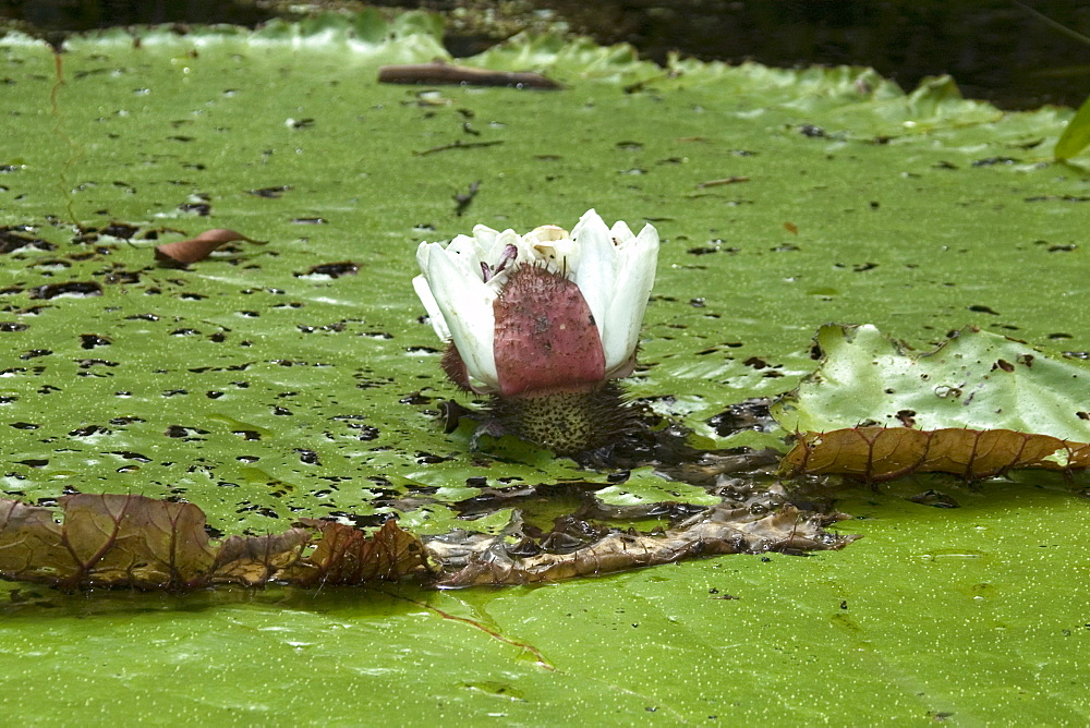 Wild Victoria regia (waterlily) (Victoria amazonica), the largest of all lilies, Mamiraua sustainable development reserve, Amazonas, Brazil, South America