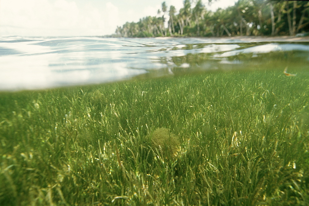 Sea grass bed and palm trees, Laura, Majuro, Marshall Islands, Pacific