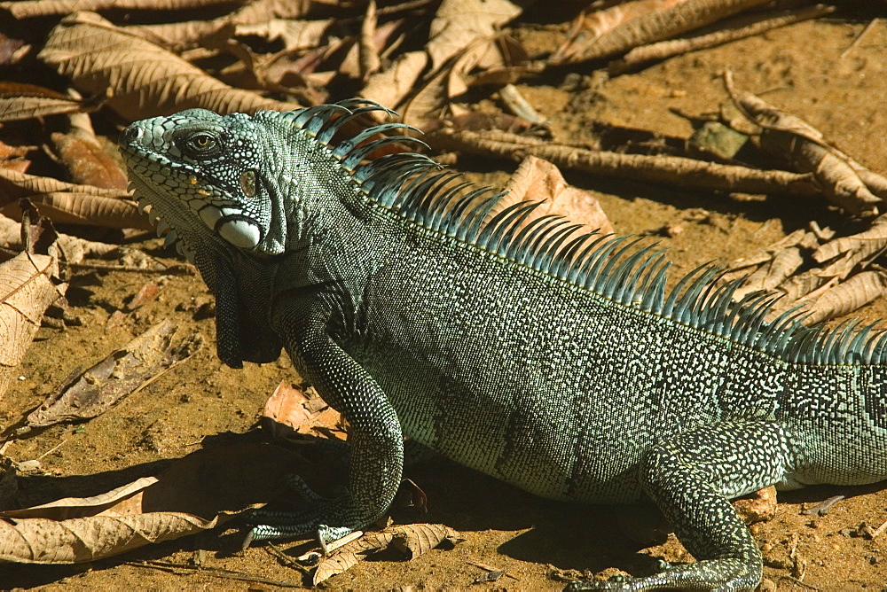 Green Iguana (Iguana iguana). Novo Airao, Amazonas, Brazil, South America