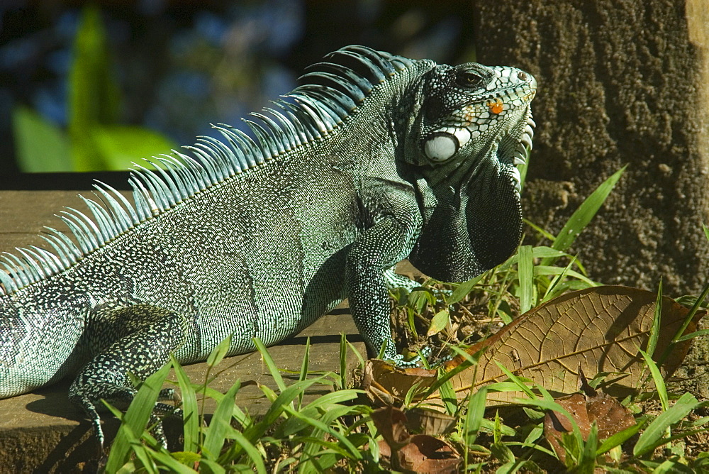 Green Iguana (Iguana iguana). Novo Airao, Amazonas, Brazil, South America