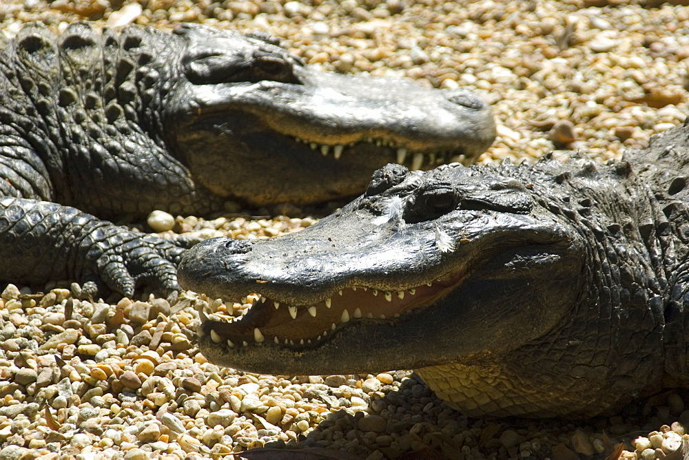 American alligator (Alligator mississippiensis), Homosassa Springs Wildlife State Park, Florida, United States of America, North America