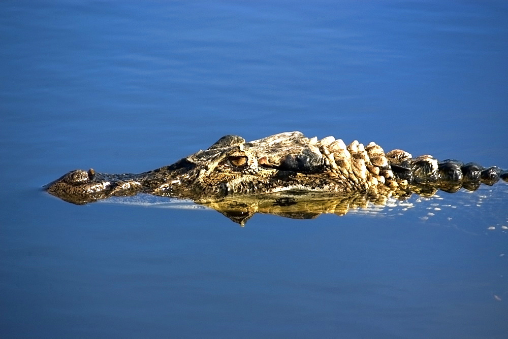 Black caiman (Melanosuchus niger) lurks in the water,  Mamiraua sustainable development reserve, Amazonas, Brazil, South America