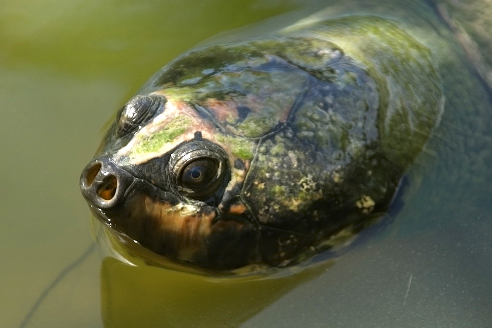 Giant amazon river turtle (Podocnemis expansa), Manaus, Amazonas, Brazil, South America