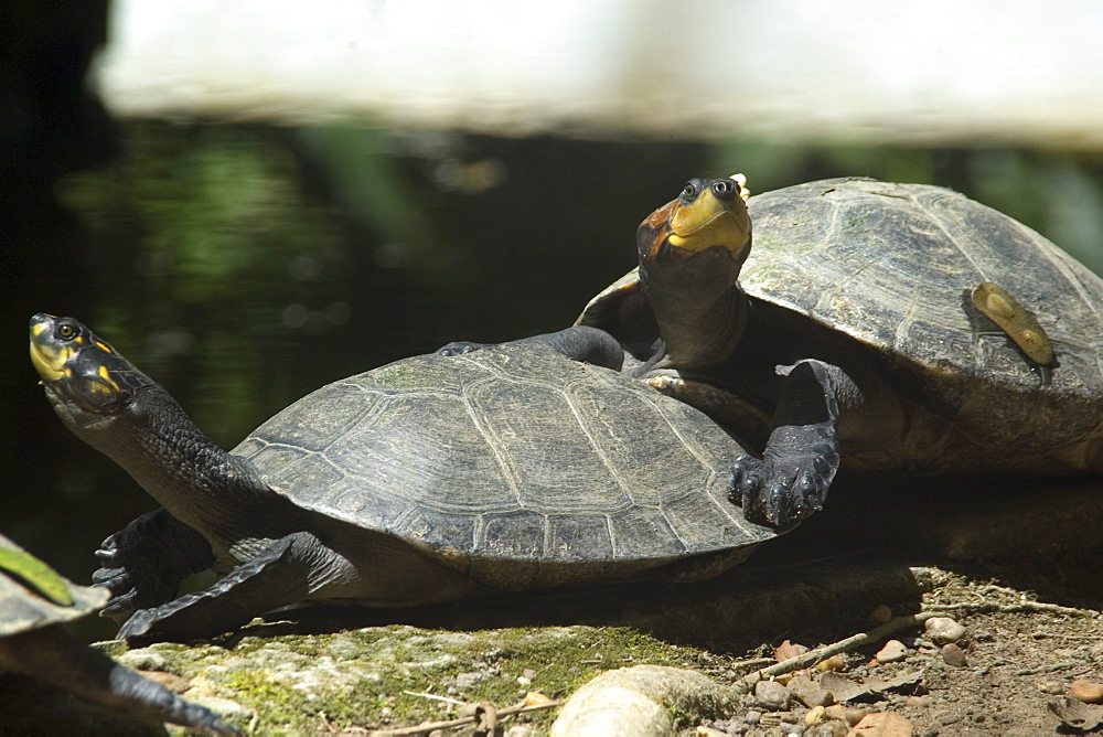 Yellow-spotted amazon river turtle (Podocnemis unifilis), Manaus, Amazonas, Brazil, South America