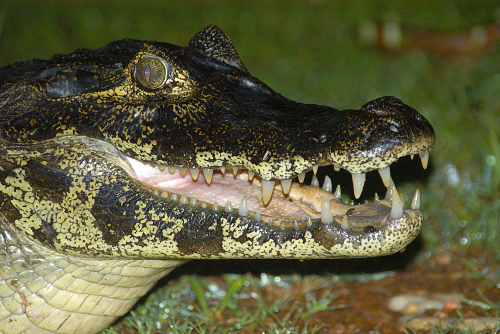 Caiman (jacare) (Caiman crocodilus yacare) at night, southern Pantanal, Mato Grosso do Sul, Brazil, South America